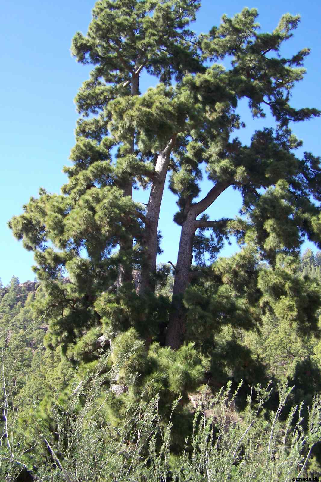 * Image 38