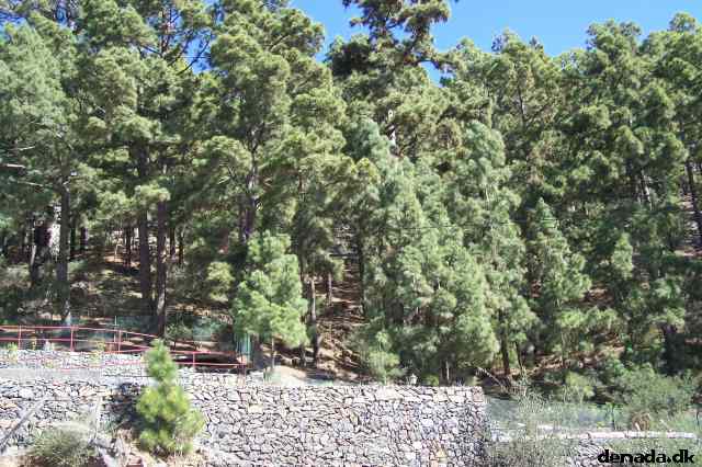 * Image 42