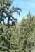tenerife381.jpg - 2008:01:25 15:17:46