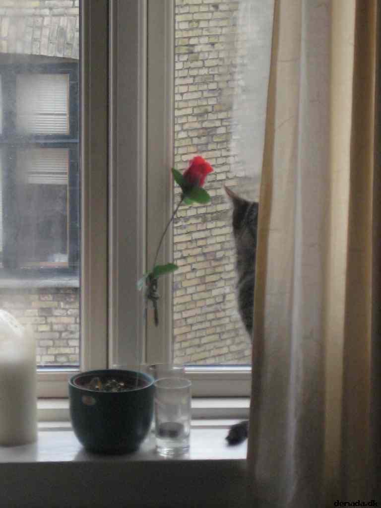 * Image 4