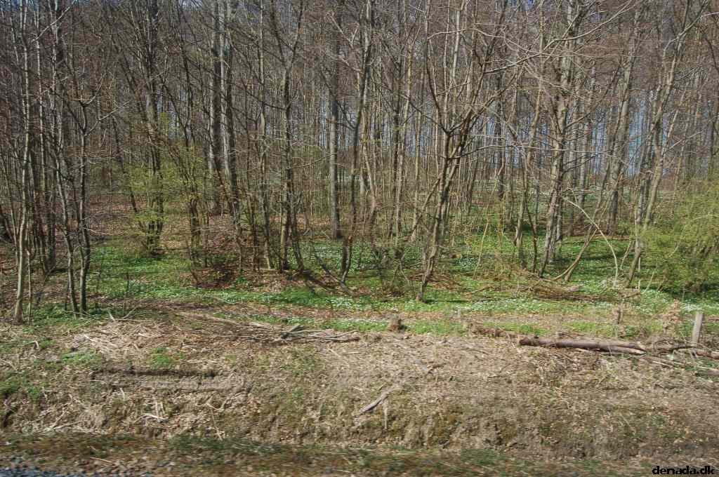 * Image 80