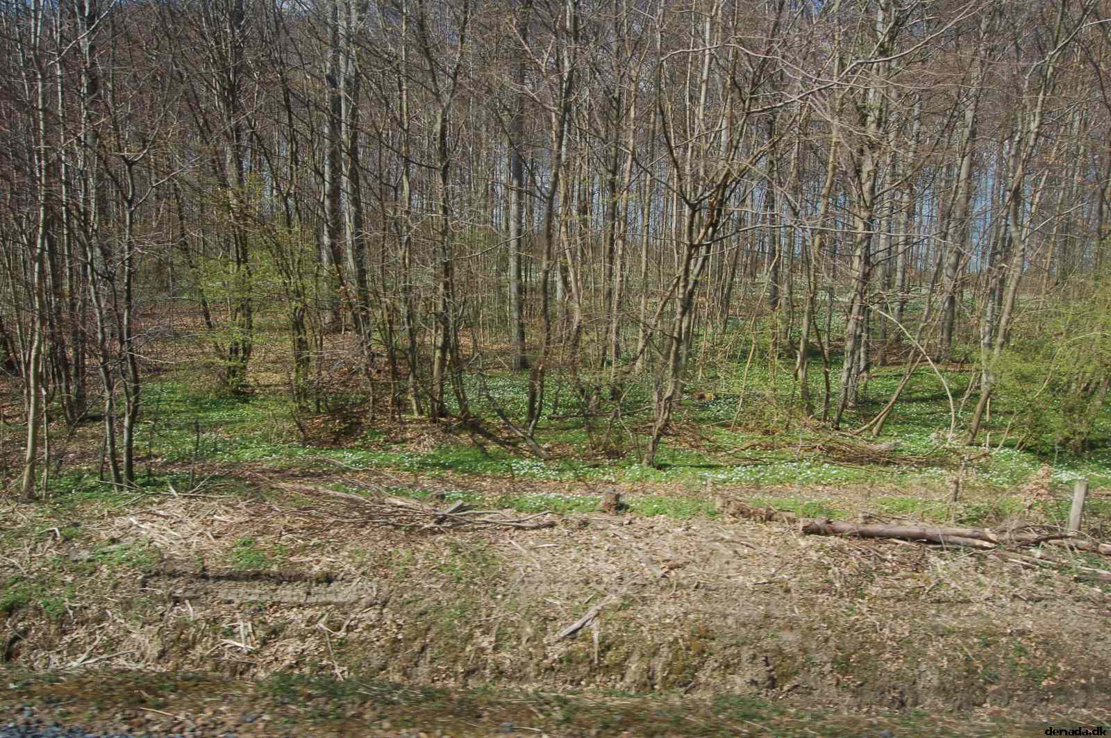* Image 80