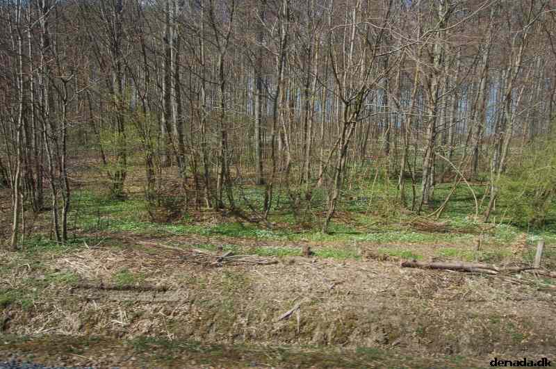 * Image 80