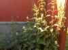 20080703_192126.jpg - 2008:07:03 19:21:26