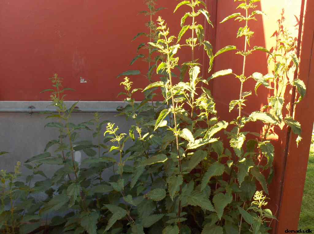 * Image 49