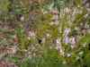 SANY0935.JPG - 2008:08:13 18:07:13