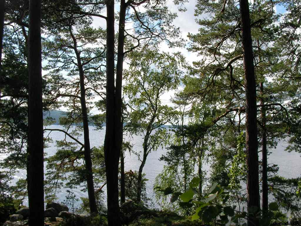 * Image 50