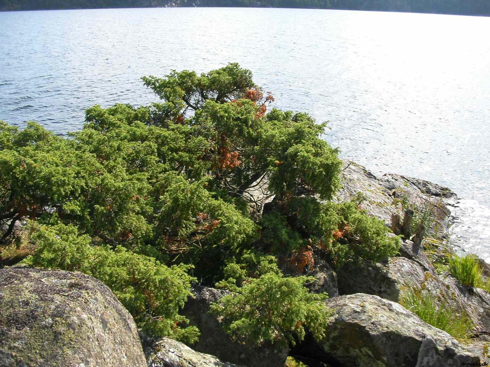 * Image 51