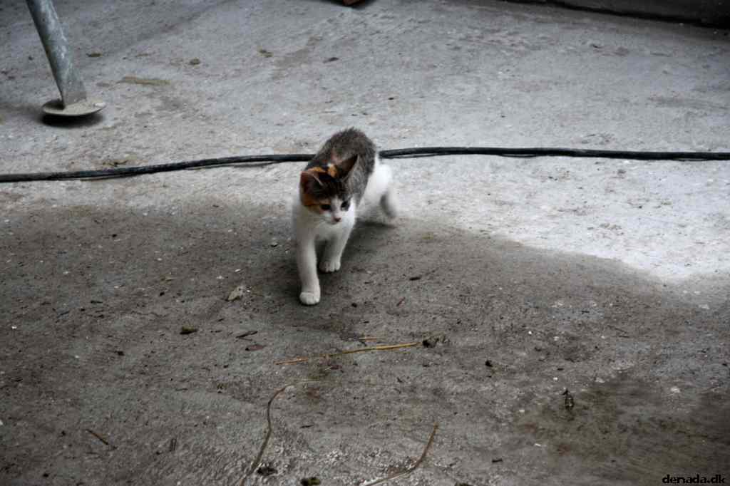 * Image 38