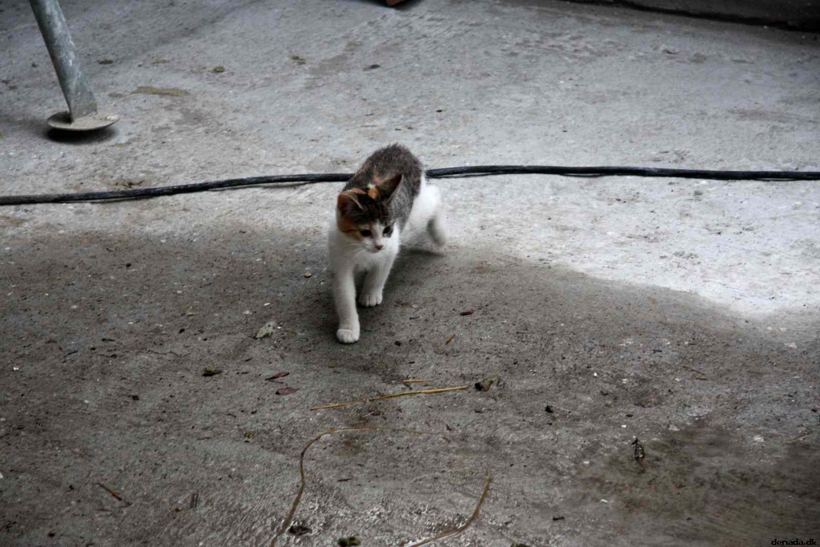 * Image 38