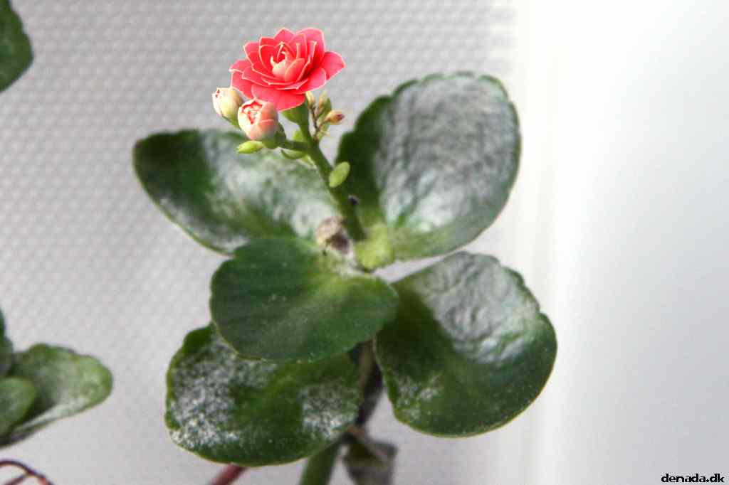 * Image 6