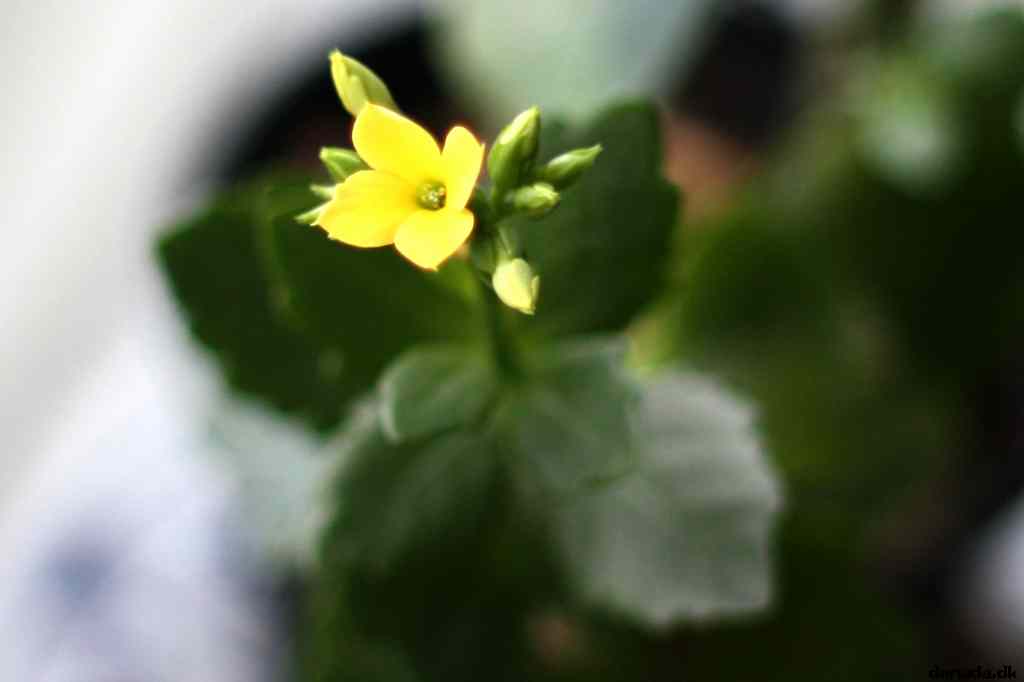 * Image 8