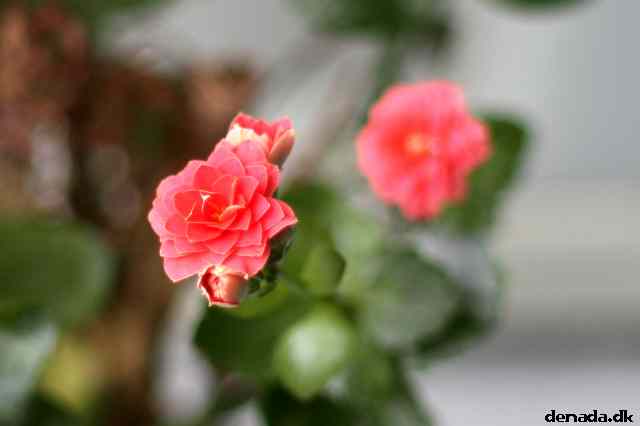 * Image 7