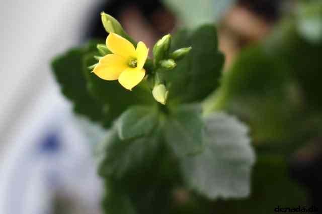 * Image 9