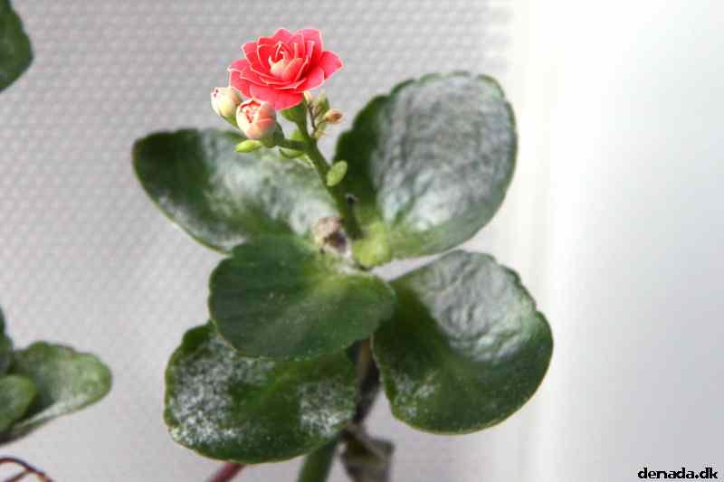* Image 6