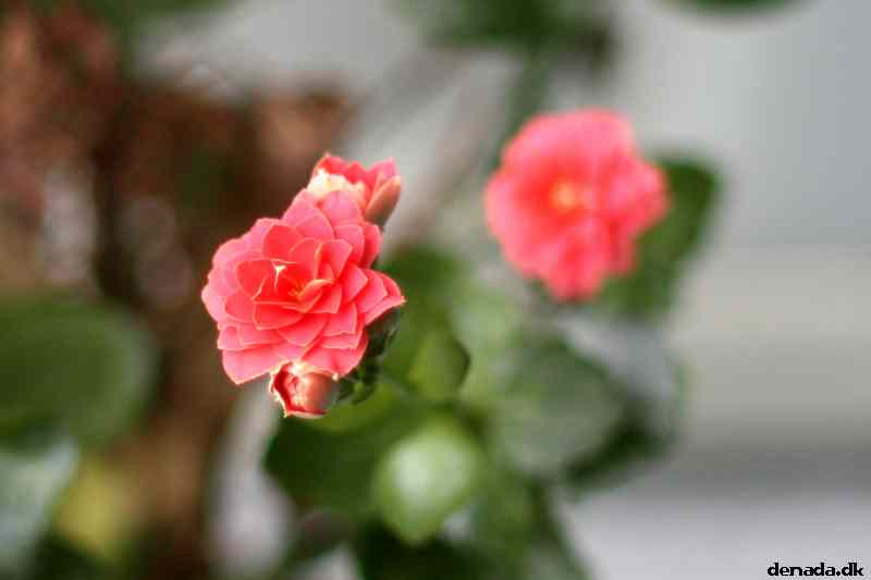 * Image 7