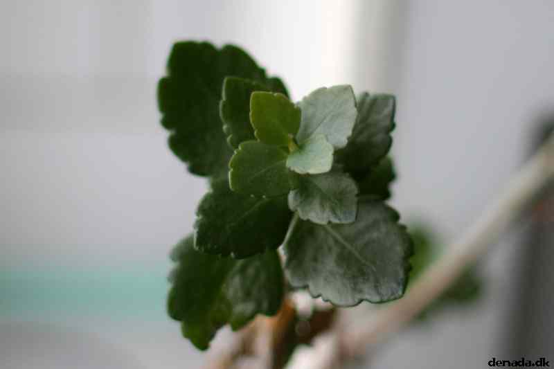 * Image 10