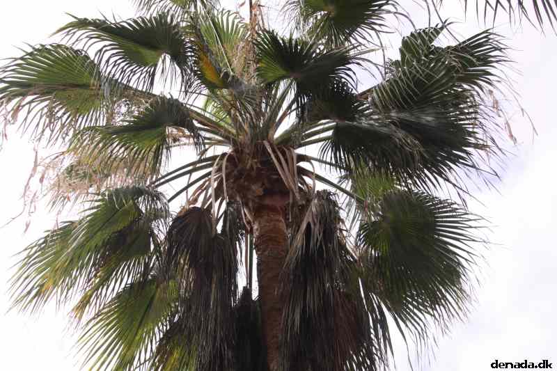 * Image 1