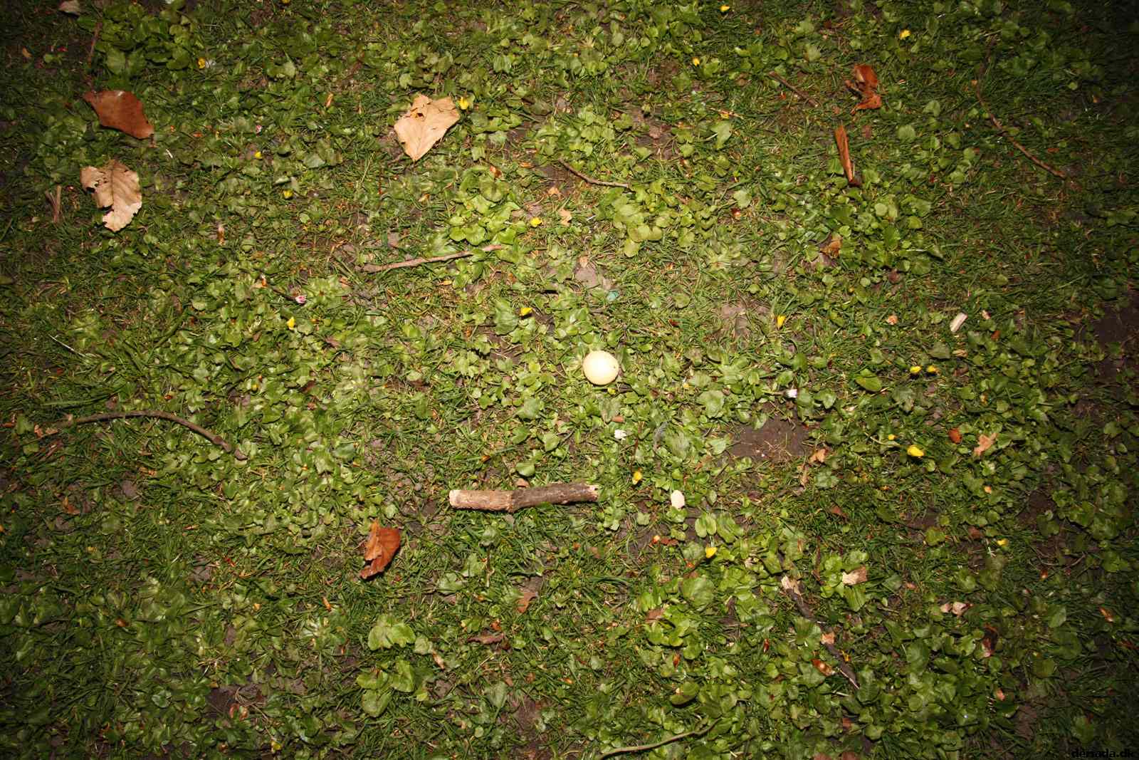 * Image 43