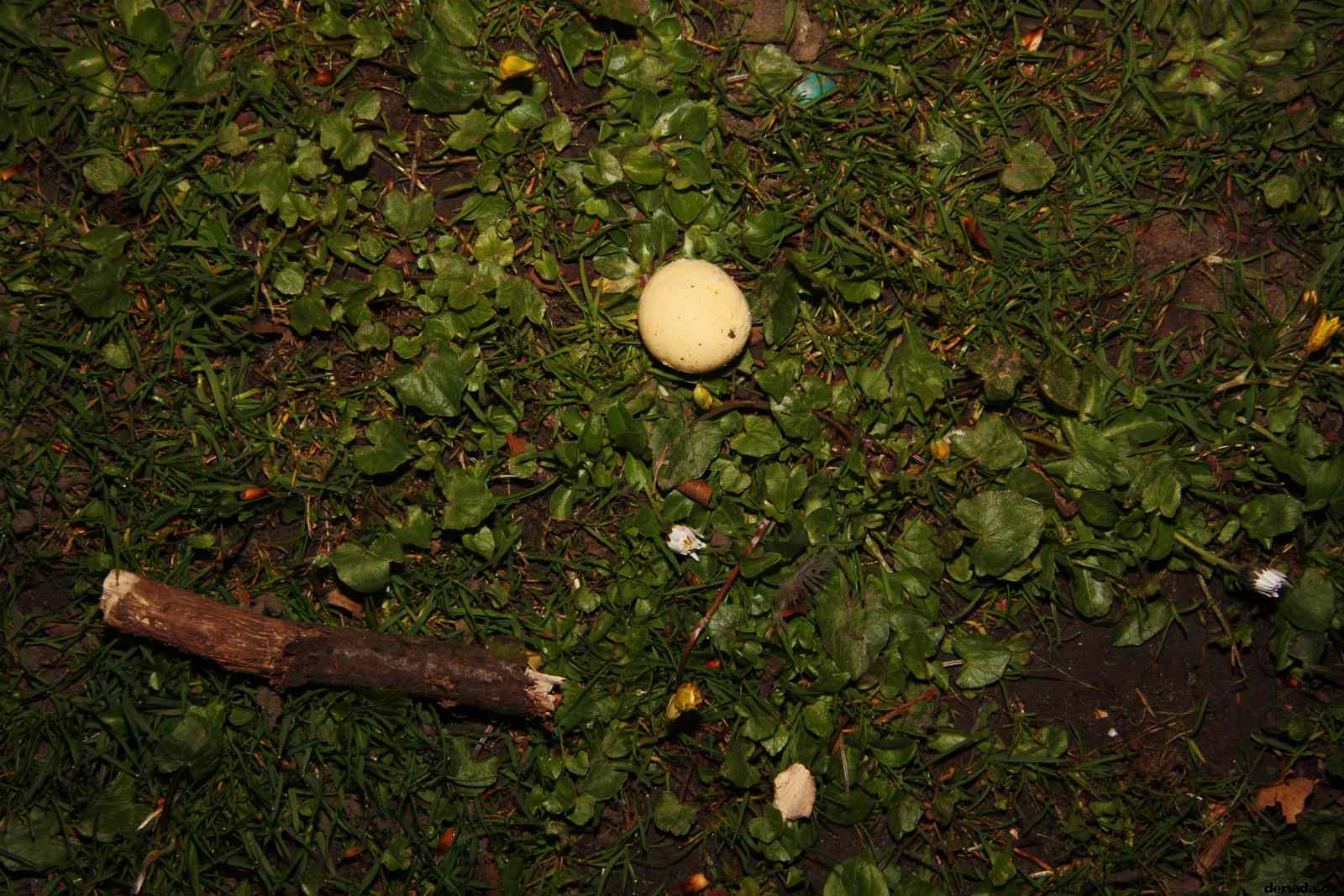 * Image 44