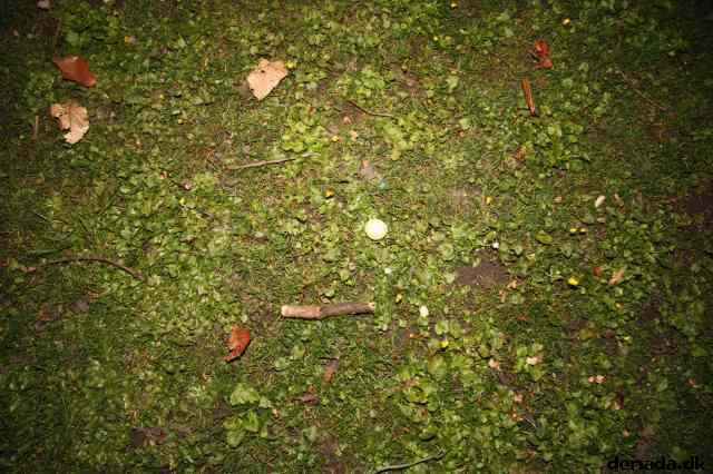 * Image 43