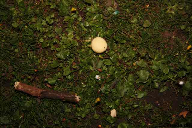 * Image 44