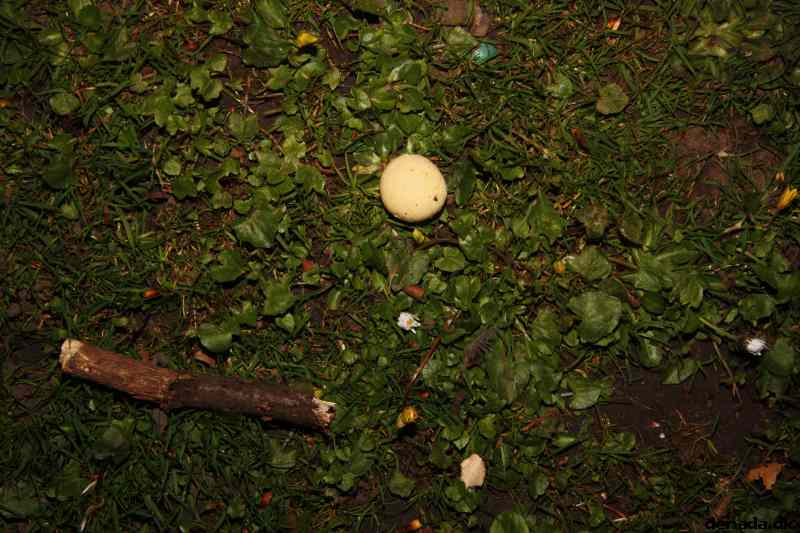 * Image 44