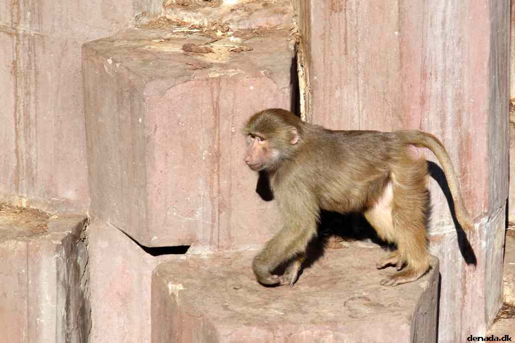 * Image 243