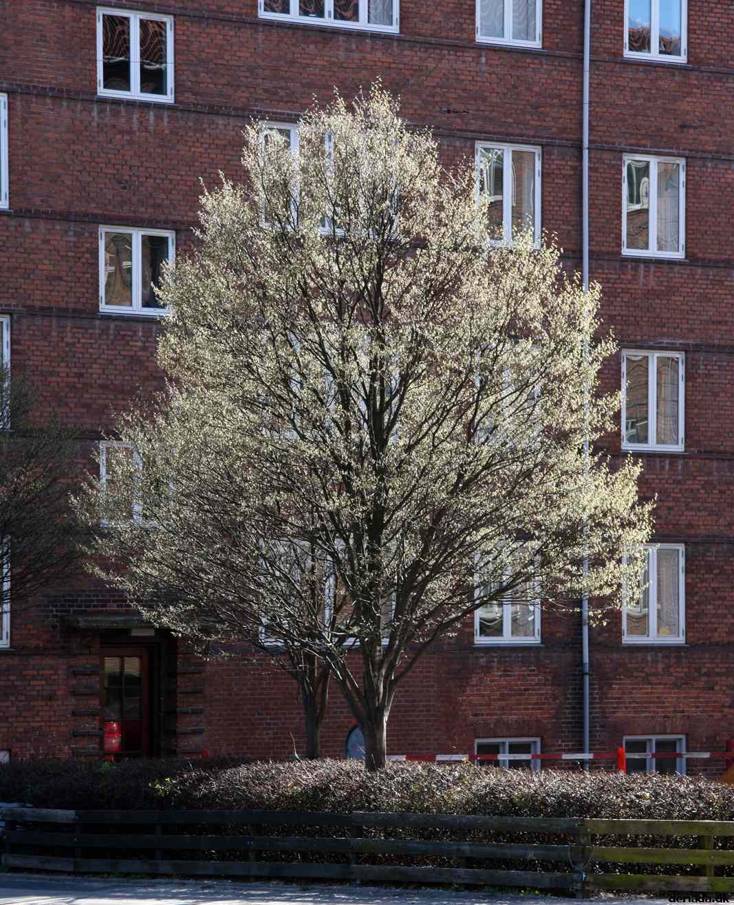 * Image 251