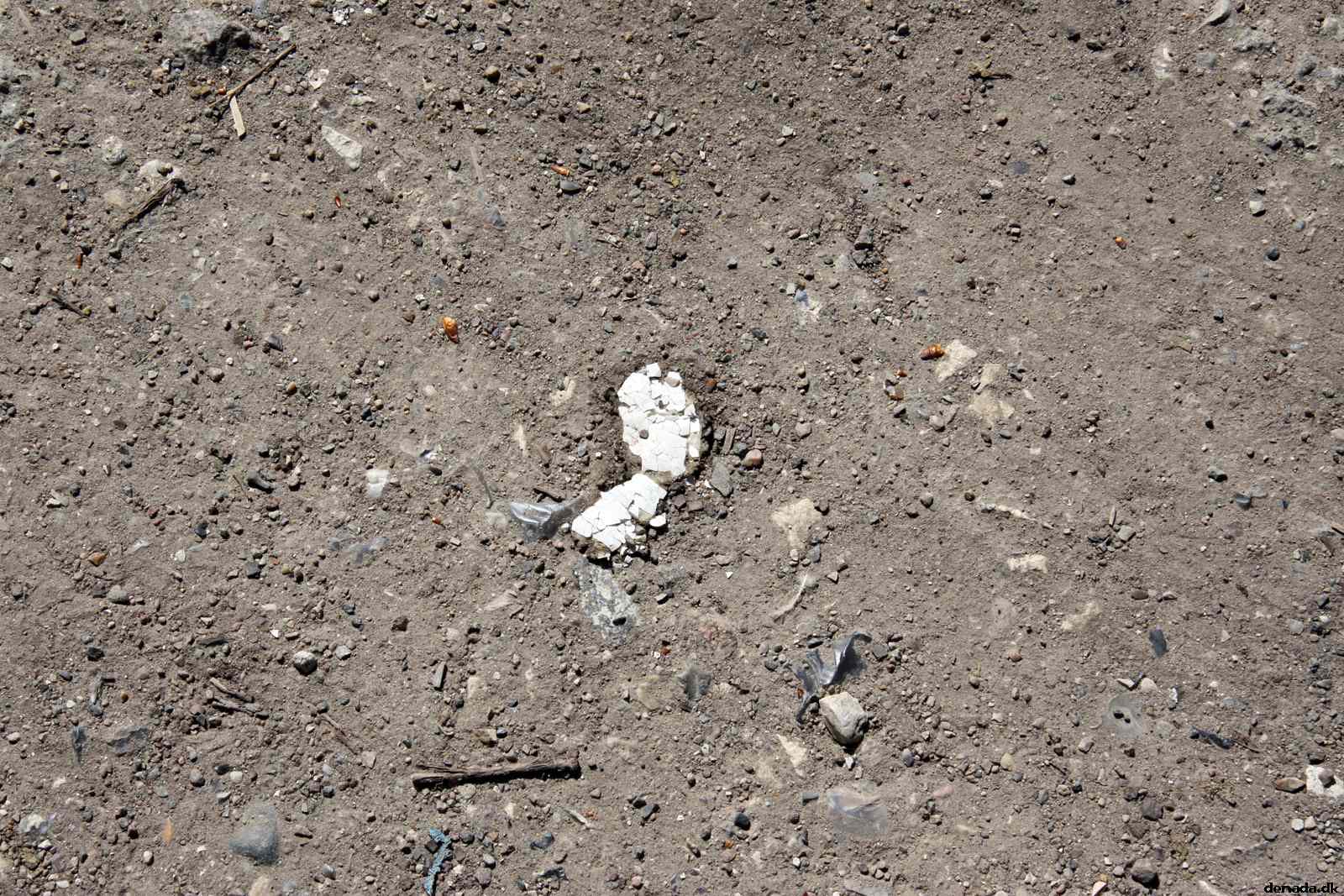 * Image 11
