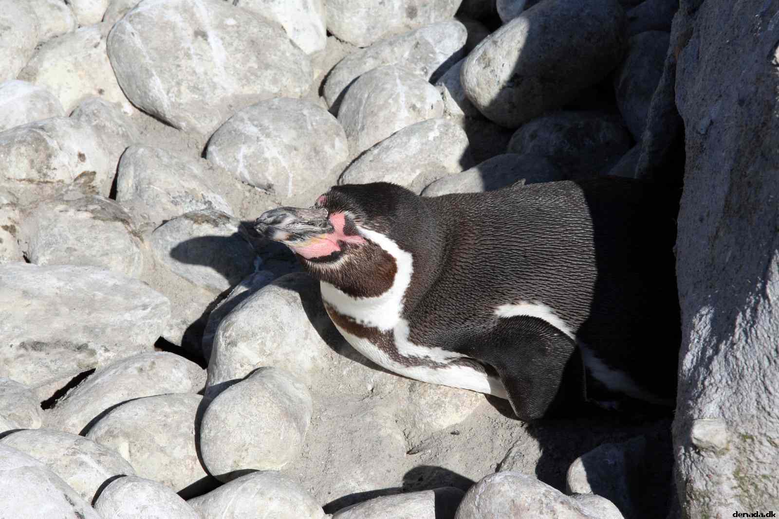 * Image 59