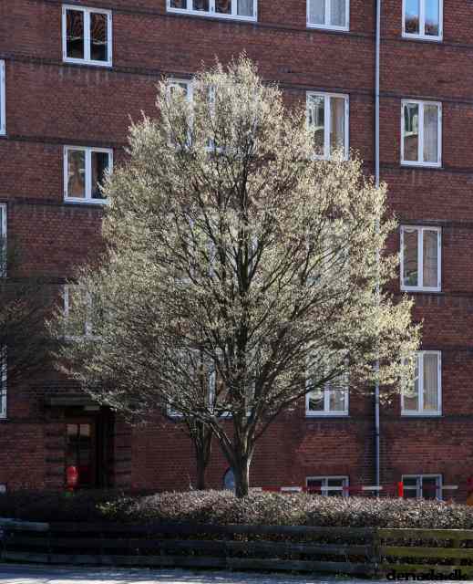 * Image 251