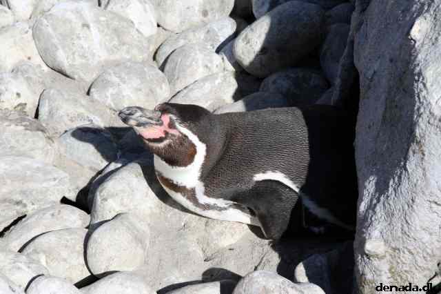 * Image 58