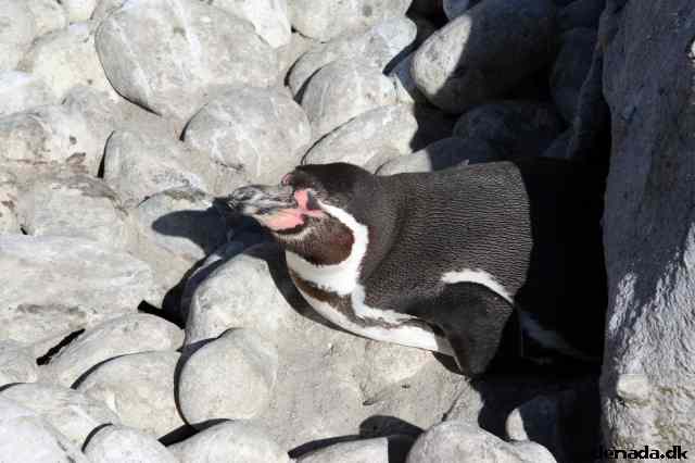 * Image 59