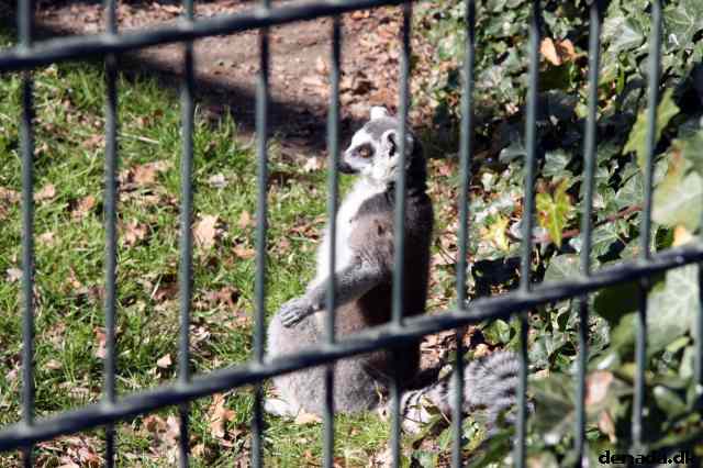 * Image 171