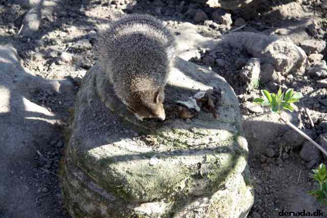 * Image 194