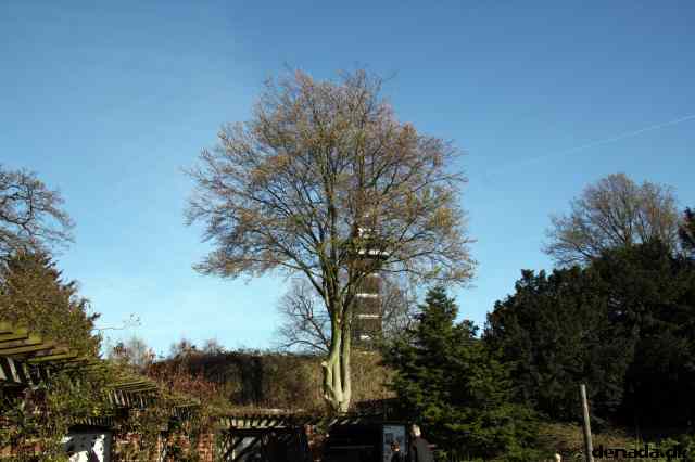 * Image 232
