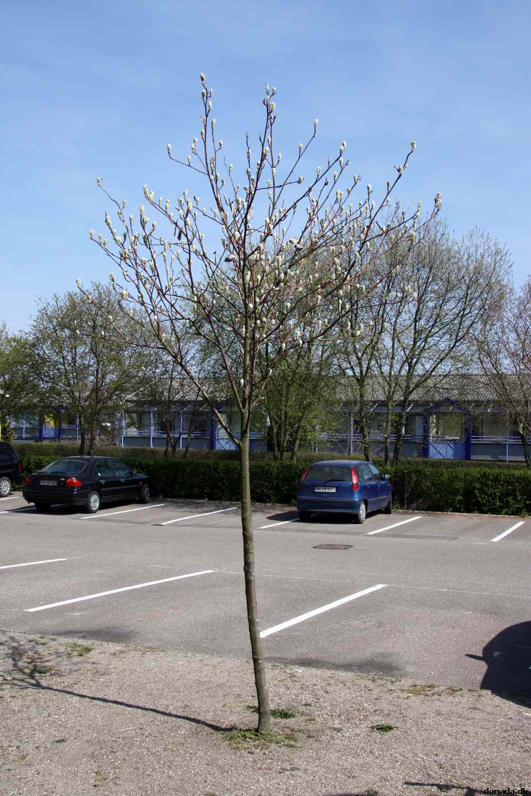 * Image 4