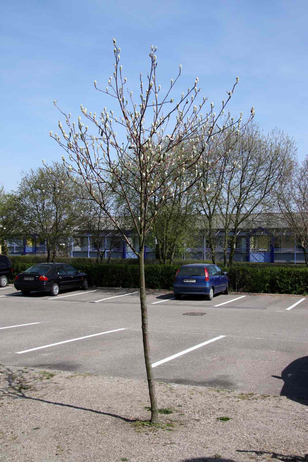 * Image 5
