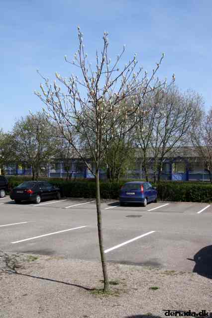 * Image 5