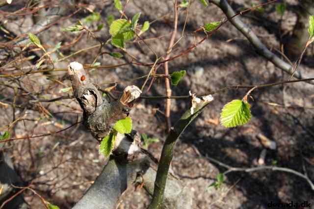* Image 1