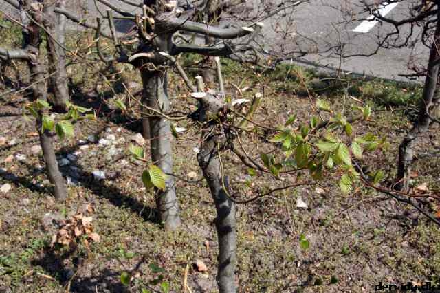 * Image 6