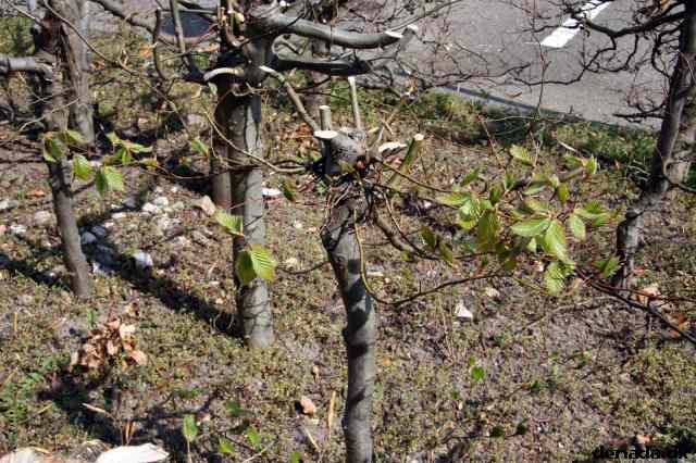 * Image 9
