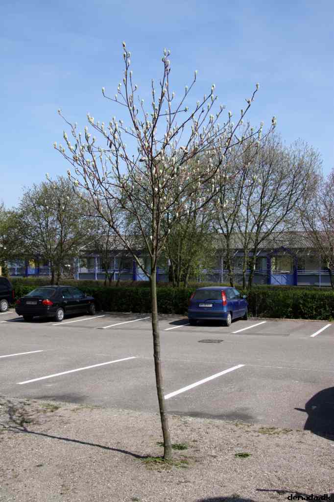 * Image 5