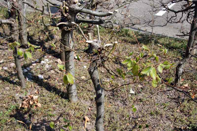 * Image 7