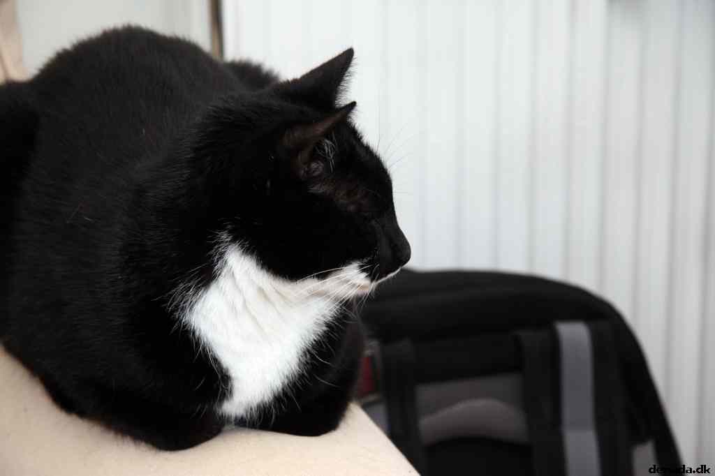 * Image 43