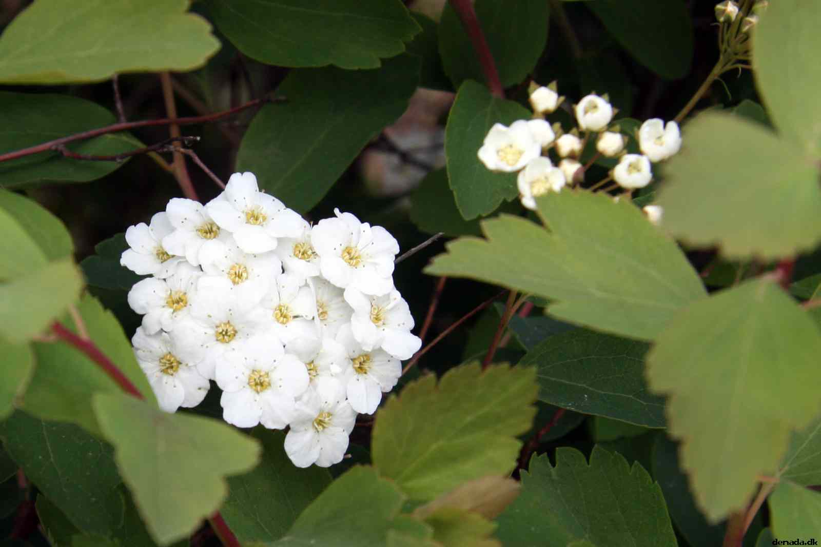 * Image 1
