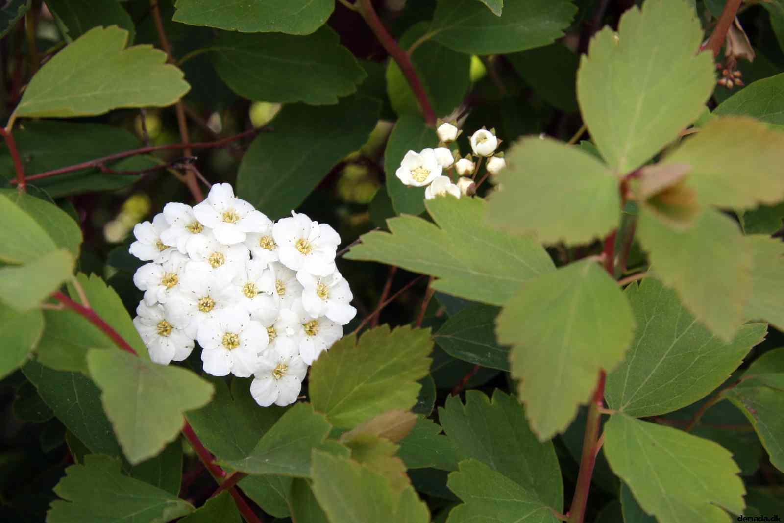 * Image 2