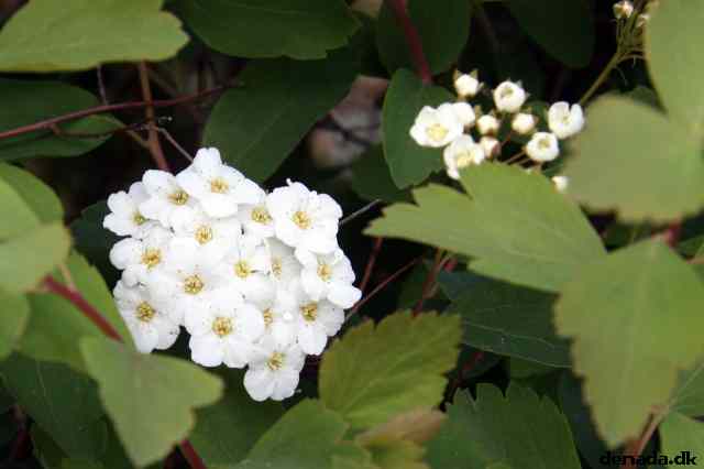 * Image 1