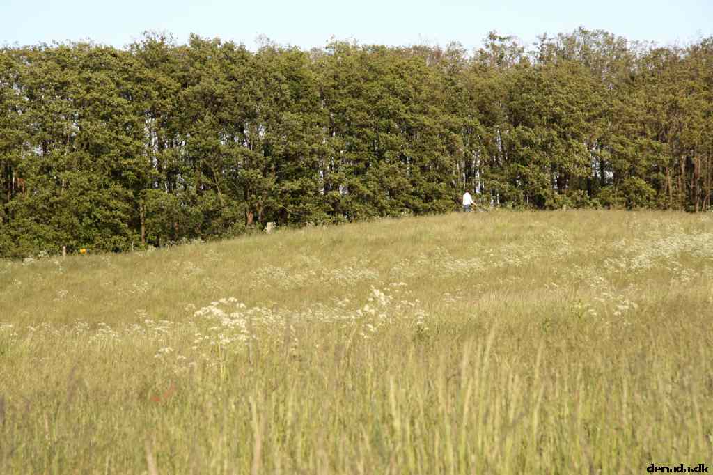 * Image 12